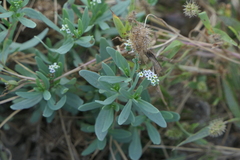 Heliotropium curassavicum