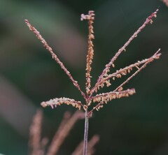 Paspalum paniculatum