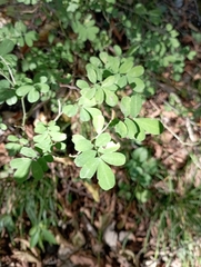 Hippocrepis emerus