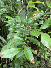 Glochidion rubrum