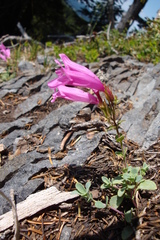 Penstemon rupicola