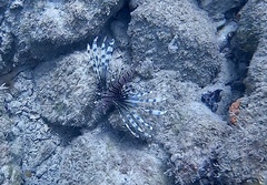 Pterois volitans