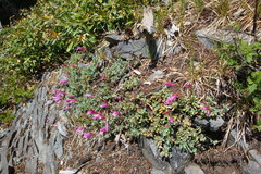 Penstemon rupicola