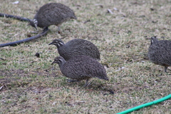 Eudromia elegans