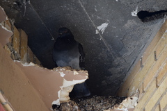 Columba livia domestica