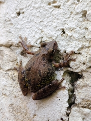 Scinax