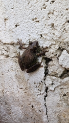 Scinax
