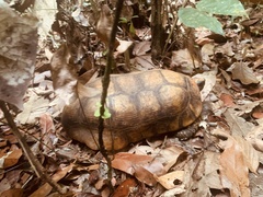 Chelonoidis denticulatus