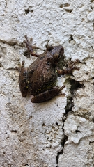 Scinax