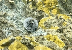 Tripneustes ventricosus