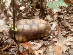Chelonoidis denticulatus