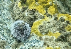 Tripneustes ventricosus