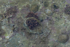 Corallina officinalis