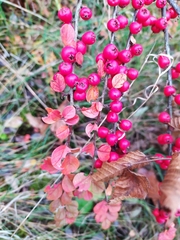 Cotoneaster hjelmqvistii