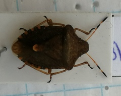 Peribalus strictus