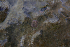 Lithothamnion