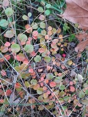 Cotoneaster hjelmqvistii