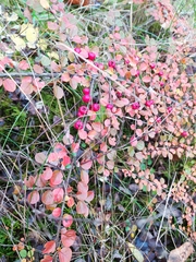 Cotoneaster hjelmqvistii