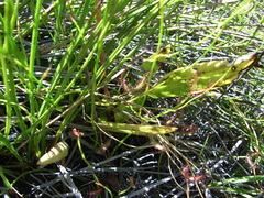 Drosera binata