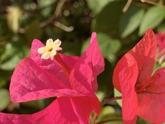 Bougainvillea spectabilis