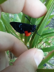 Eumaeus atala