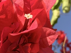 Bougainvillea spectabilis