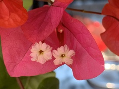 Bougainvillea spectabilis