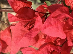 Bougainvillea spectabilis
