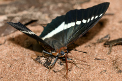 Charaxes brutus