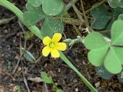 Oxalis corniculata