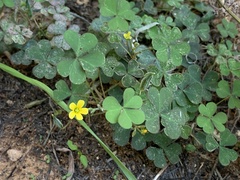 Oxalis corniculata