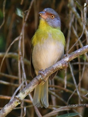 Cyclarhis gujanensis