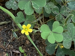 Oxalis corniculata