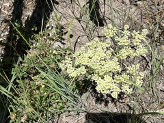 Eriogonum heracleoides
