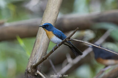 Cyornis sumatrensis