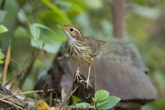 Pellorneum ruficeps