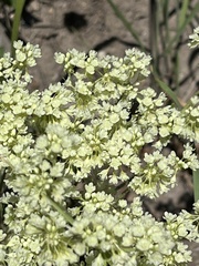 Eriogonum heracleoides