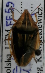 Aelia rostrata
