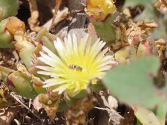 Mesembryanthemum canaliculatum