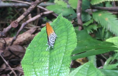 Drupadia ravindra moorei