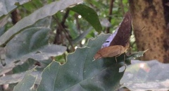 Tanaecia