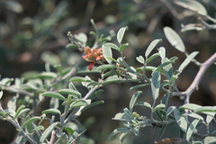 Indigofera oblongifolia