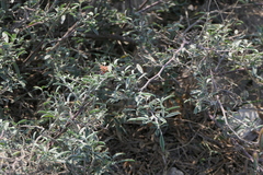 Indigofera oblongifolia
