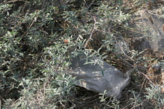 Indigofera oblongifolia