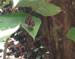 Lexias pardalis dirteana