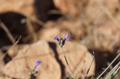 Lavandula multifida image