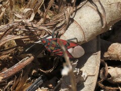 Spilostethus pandurus elegans