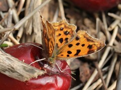 Polygonia c-aureum