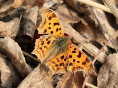 Polygonia c-aureum