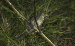 Sporophila frontalis